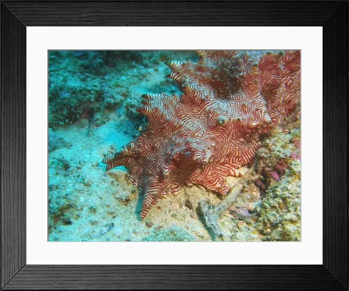Framed Print : Echinoderms, Deep Sea Exploration 2025 Framed Print : Echinoderms, Deep Sea Exploration 2025