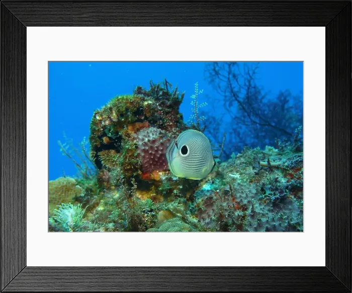 Framed Print : Butterflyfish, Deep Sea Exploration 2025
