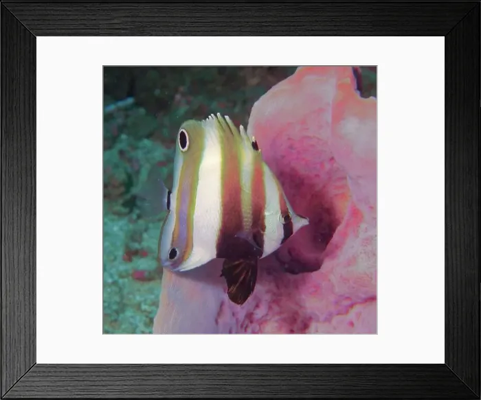 Framed Print : Butterflyfish, Deep Sea Exploration 2025