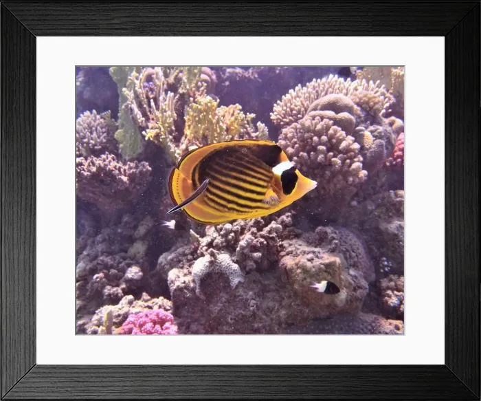 Framed Print : Butterflyfish, Deep Sea Exploration 2025