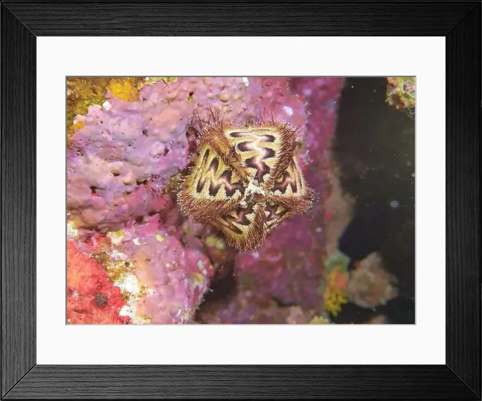 Framed Print : Echinoderms, Deep Sea Exploration 2025 Framed Print : Echinoderms, Deep Sea Exploration 2025