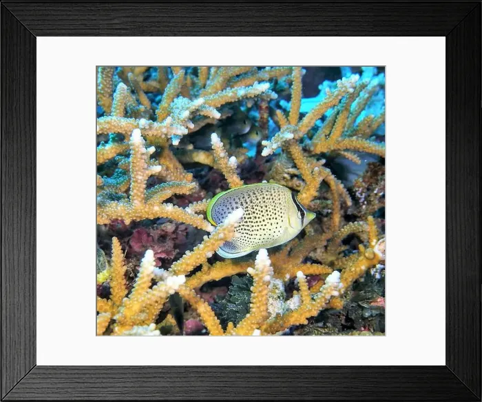 Framed Print : Butterflyfish, Deep Sea Exploration 2025 Framed Print : Butterflyfish, Deep Sea Exploration 2025