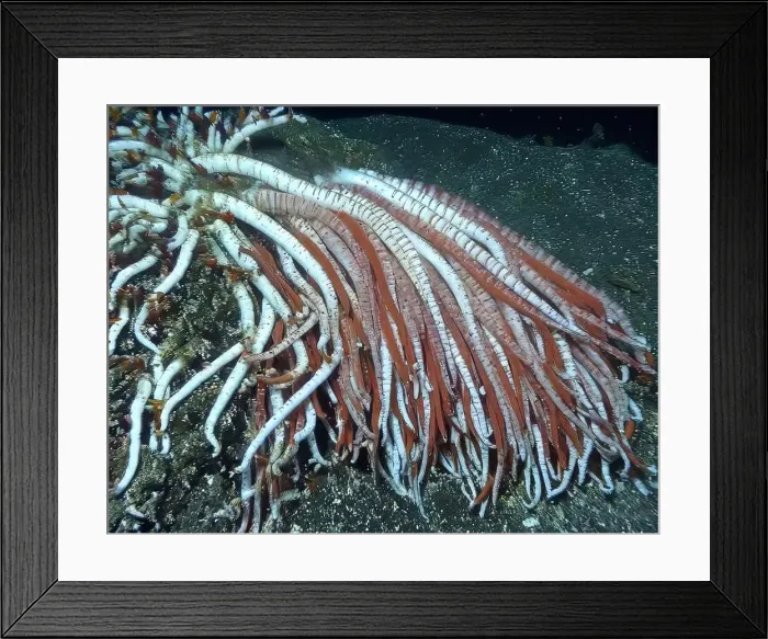 Framed Print : Giant Tube Worms Riftia pachyptila Siboglinidae in Hydrothermal vent Deep Sea Exploration 2025 Framed Print : Giant Tube Worms Riftia pachyptila Siboglinidae in Hydrothermal vent Deep Sea Exploration 2025