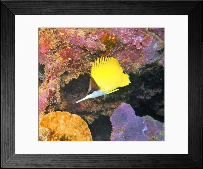 Framed Print : Butterflyfish, Deep Sea Exploration 2025