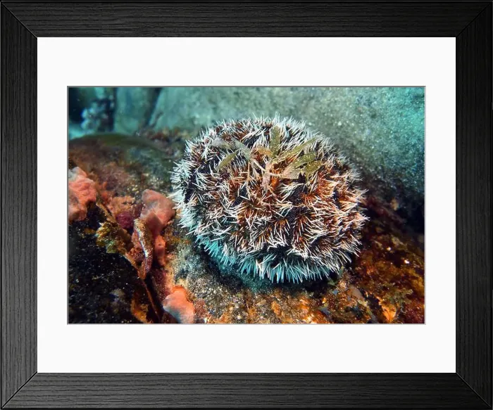 Framed Print : Echinoderms, Deep Sea Exploration 2025 Framed Print : Echinoderms, Deep Sea Exploration 2025