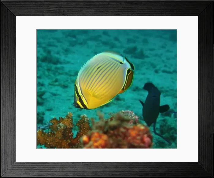 Framed Print : Butterflyfish, Deep Sea Exploration 2025