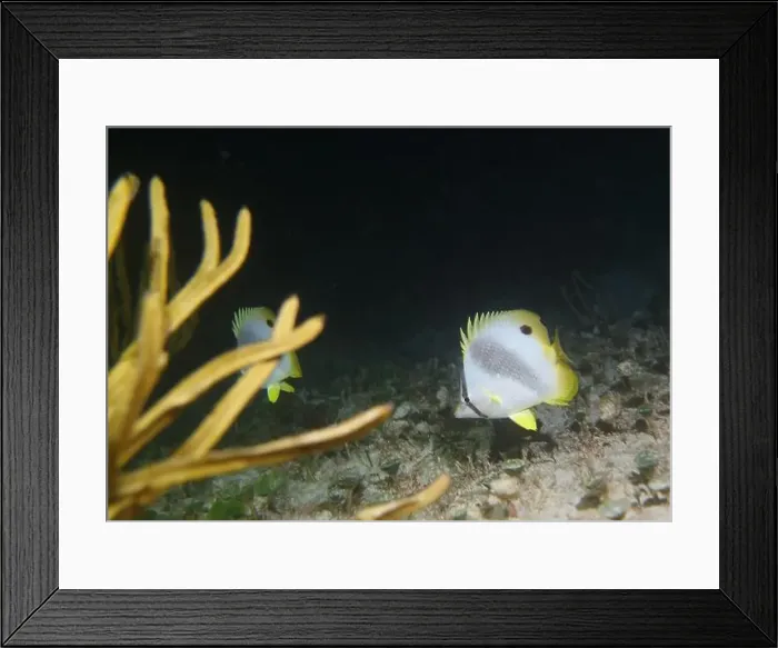 Framed Print : Butterflyfish, Deep Sea Exploration 2025