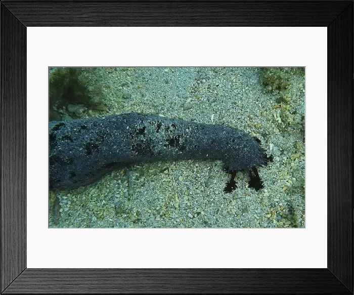 Framed Print : Echinoderms, Deep Sea Exploration 2025 Framed Print : Echinoderms, Deep Sea Exploration 2025