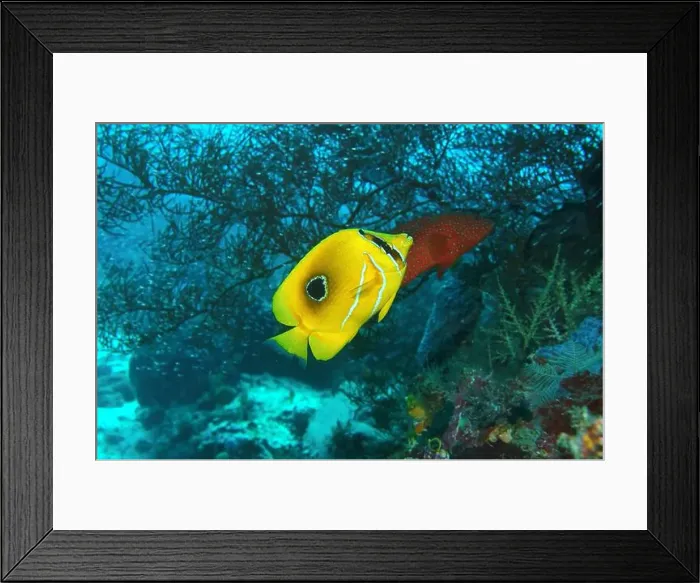 Framed Print : Butterflyfish, Deep Sea Exploration 2025 Framed Print : Butterflyfish, Deep Sea Exploration 2025