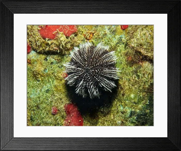 Framed Print : Echinoderms, Deep Sea Exploration 2025 Framed Print : Echinoderms, Deep Sea Exploration 2025