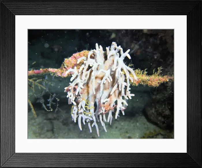 Framed Print : Echinoderms, Deep Sea Exploration 2025 Framed Print : Echinoderms, Deep Sea Exploration 2025