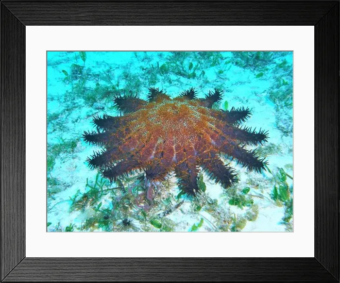 Framed Print : Echinoderms, Deep Sea Exploration 2025 Framed Print : Echinoderms, Deep Sea Exploration 2025