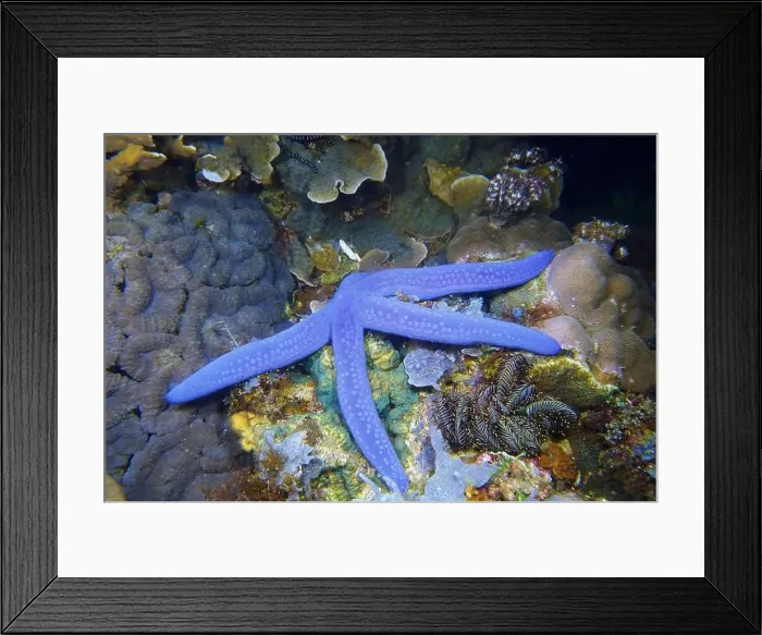 Framed Print : Echinoderms, Deep Sea Exploration 2025 Framed Print : Echinoderms, Deep Sea Exploration 2025