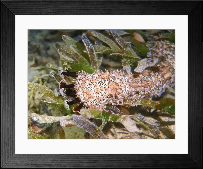 Framed Print : Echinoderms, Deep Sea Exploration 2025 Framed Print : Echinoderms, Deep Sea Exploration 2025