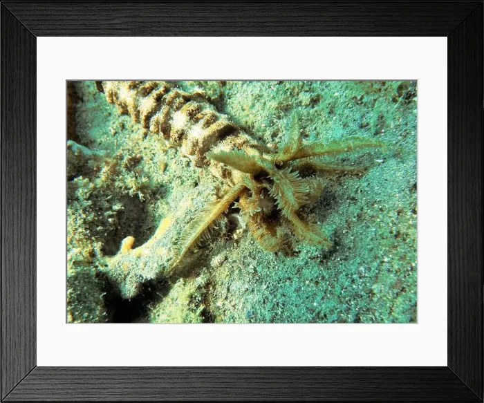 Framed Print : Echinoderms, Deep Sea Exploration 2025 Framed Print : Echinoderms, Deep Sea Exploration 2025