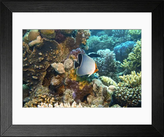 Framed Print : Butterflyfish, Deep Sea Exploration 2025