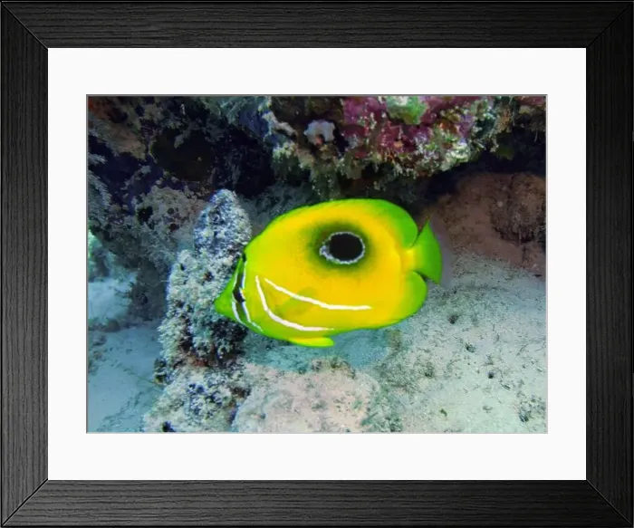 Framed Print : Butterflyfish, Deep Sea Exploration 2025 Framed Print : Butterflyfish, Deep Sea Exploration 2025