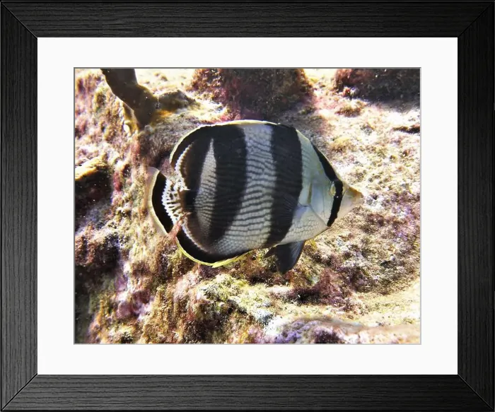 Framed Print : Butterflyfish, Deep Sea Exploration 2025 Framed Print : Butterflyfish, Deep Sea Exploration 2025