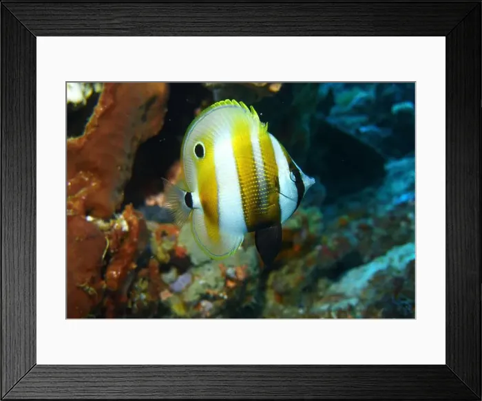 Framed Print : Butterflyfish, Deep Sea Exploration 2025 Framed Print : Butterflyfish, Deep Sea Exploration 2025