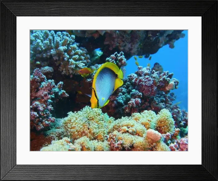 Framed Print : Butterflyfish, Deep Sea Exploration 2025 Framed Print : Butterflyfish, Deep Sea Exploration 2025