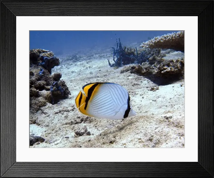 Framed Print : Butterflyfish, Deep Sea Exploration 2025 Framed Print : Butterflyfish, Deep Sea Exploration 2025