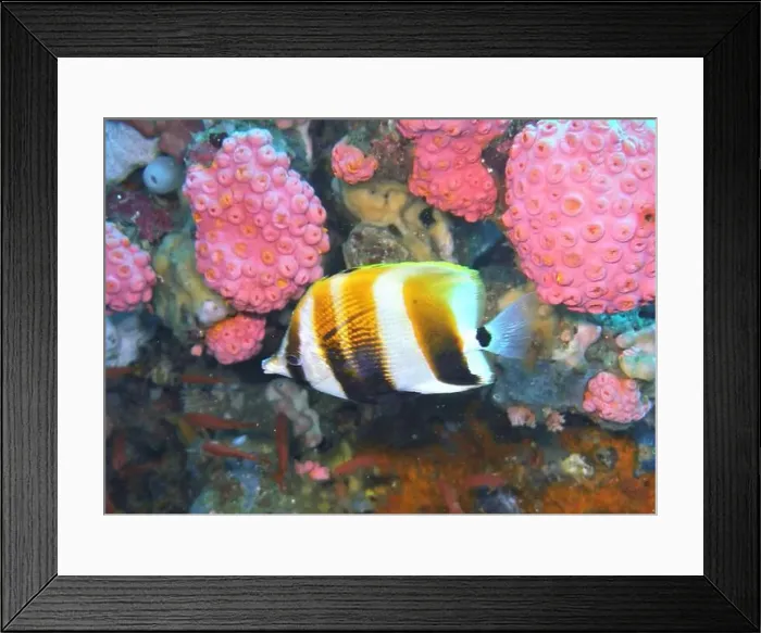 Framed Print : Butterflyfish, Deep Sea Exploration 2025 Framed Print : Butterflyfish, Deep Sea Exploration 2025