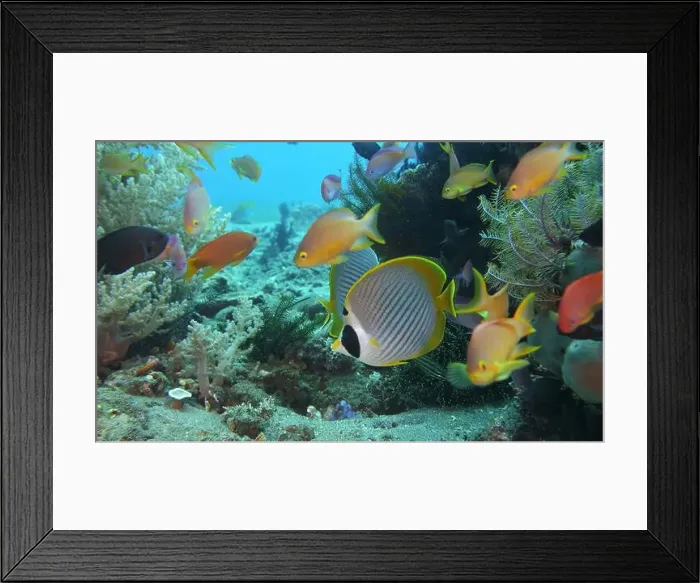 Framed Print : Butterflyfish, Deep Sea Exploration 2025 Framed Print : Butterflyfish, Deep Sea Exploration 2025