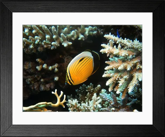 Framed Print : Butterflyfish, Deep Sea Exploration 2025