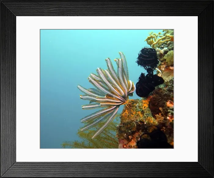 Framed Print : Echinoderms, Deep Sea Exploration 2025 Framed Print : Echinoderms, Deep Sea Exploration 2025