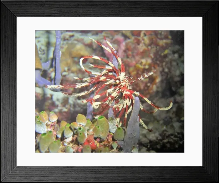 Framed Print : Echinoderms, Deep Sea Exploration 2025 Framed Print : Echinoderms, Deep Sea Exploration 2025