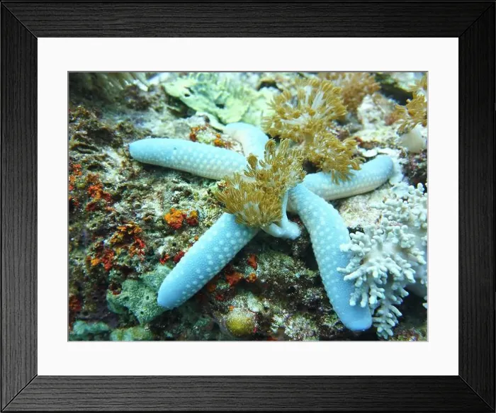 Framed Print : Echinoderms, Deep Sea Exploration 2025 Framed Print : Echinoderms, Deep Sea Exploration 2025
