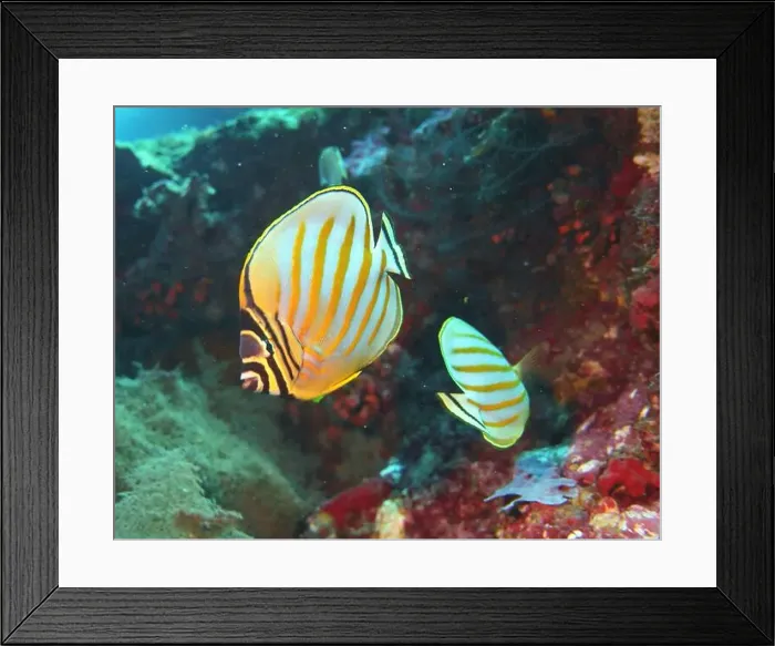 Framed Print : Butterflyfish, Deep Sea Exploration 2025 Framed Print : Butterflyfish, Deep Sea Exploration 2025