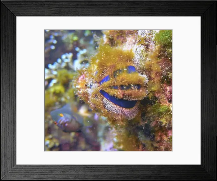 Framed Print : Echinoderms, Deep Sea Exploration 2025 Framed Print : Echinoderms, Deep Sea Exploration 2025
