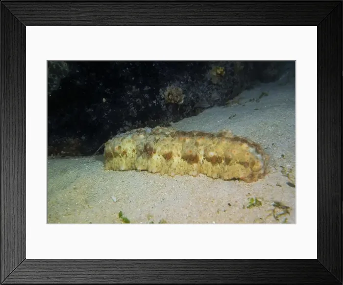 Framed Print : Echinoderms, Deep Sea Exploration 2025 Framed Print : Echinoderms, Deep Sea Exploration 2025