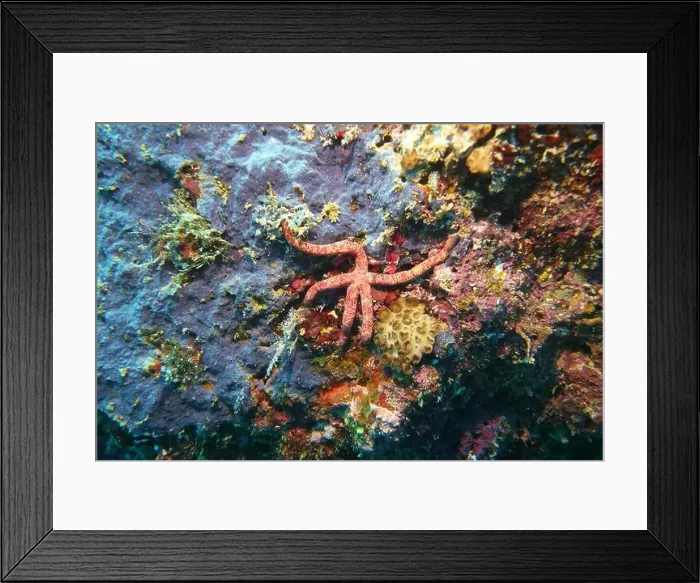 Framed Print : Echinoderms, Deep Sea Exploration 2025 Framed Print : Echinoderms, Deep Sea Exploration 2025