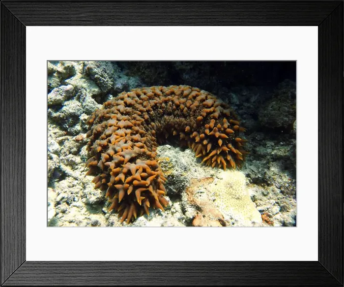 Framed Print : Echinoderms, Deep Sea Exploration 2025 Framed Print : Echinoderms, Deep Sea Exploration 2025