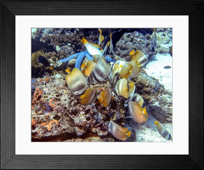 Framed Print : Butterflyfish, Deep Sea Exploration 2025 Framed Print : Butterflyfish, Deep Sea Exploration 2025