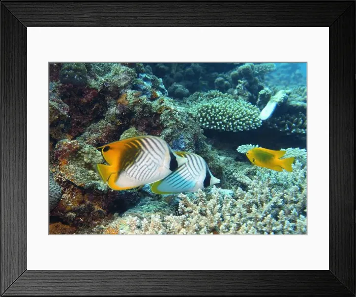 Framed Print : Butterflyfish, Deep Sea Exploration 2025 Framed Print : Butterflyfish, Deep Sea Exploration 2025