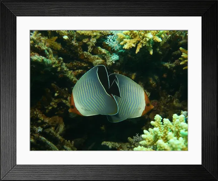 Framed Print : Butterflyfish, Deep Sea Exploration 2025 Framed Print : Butterflyfish, Deep Sea Exploration 2025