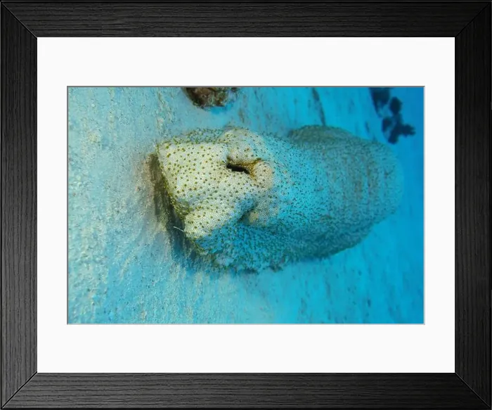 Framed Print : Echinoderms, Deep Sea Exploration 2025 Framed Print : Echinoderms, Deep Sea Exploration 2025