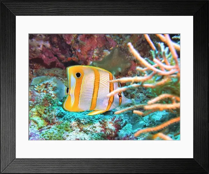 Framed Print : Butterflyfish, Deep Sea Exploration 2025 Framed Print : Butterflyfish, Deep Sea Exploration 2025