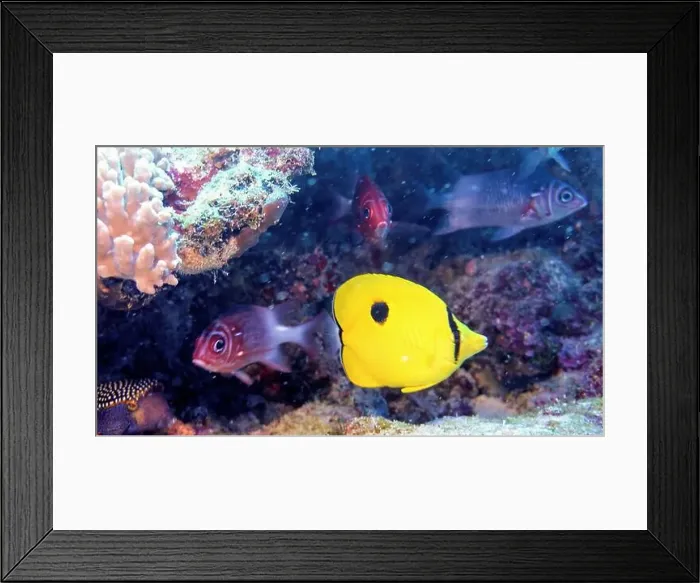 Framed Print : Butterflyfish, Deep Sea Exploration 2025 Framed Print : Butterflyfish, Deep Sea Exploration 2025
