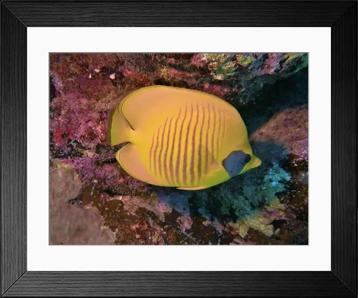 Framed Print : Butterflyfish, Deep Sea Exploration 2025 Framed Print : Butterflyfish, Deep Sea Exploration 2025