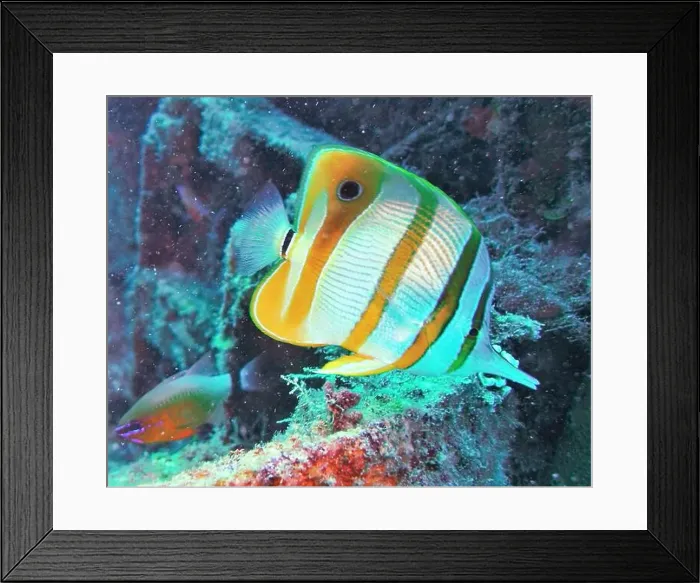 Framed Print : Butterflyfish, Deep Sea Exploration 2025