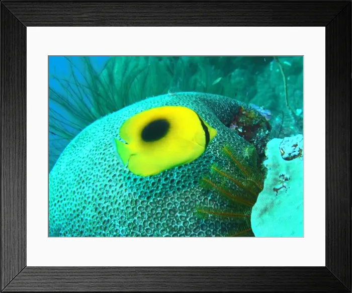 Framed Print : Butterflyfish, Deep Sea Exploration 2025