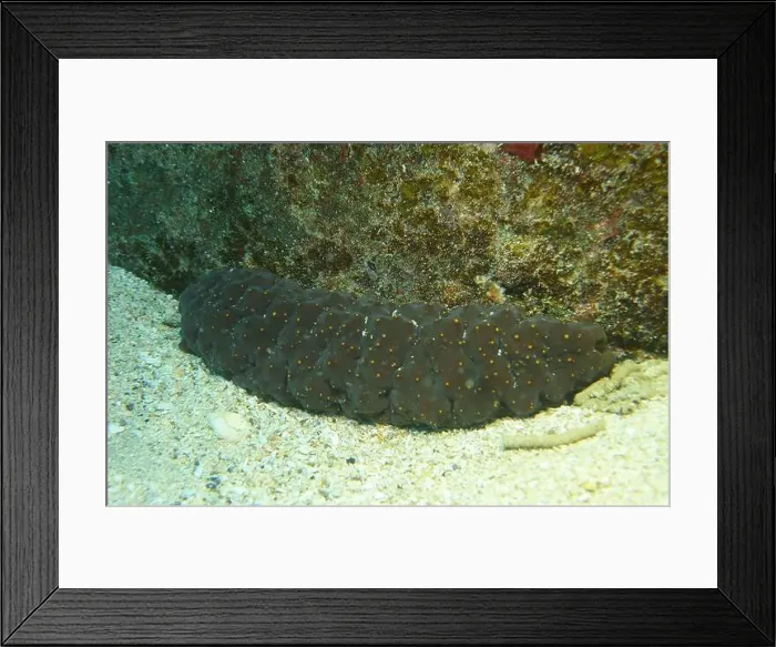 Framed Print : Echinoderms, Deep Sea Exploration 2025 Framed Print : Echinoderms, Deep Sea Exploration 2025