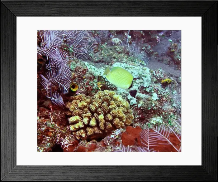 Framed Print : Butterflyfish, Deep Sea Exploration 2025 Framed Print : Butterflyfish, Deep Sea Exploration 2025