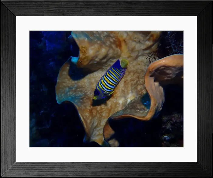 Framed Print : Angelfish, Deep Sea Exploration 2025 Framed Print : Angelfish, Deep Sea Exploration 2025