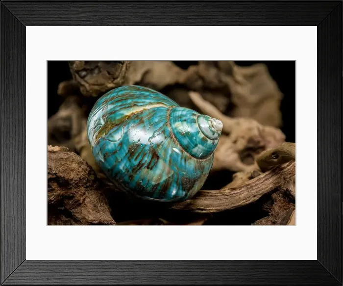 Framed Print : A vibrant turquoise nautilus shell with swirling brown and white patterns Framed Print : A vibrant turquoise nautilus shell with swirling brown and white patterns