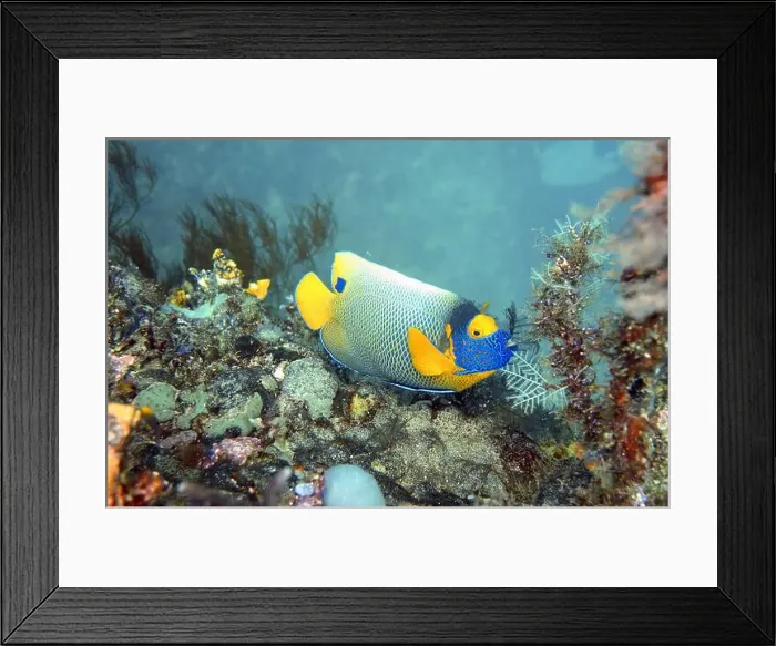 Framed Print : Angelfish, Deep Sea Exploration 2025 Framed Print : Angelfish, Deep Sea Exploration 2025